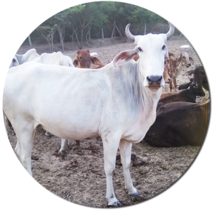 गौशाला में ऑक्सीजन और गौ सेवा - राधा माधव गौशाला की गाय